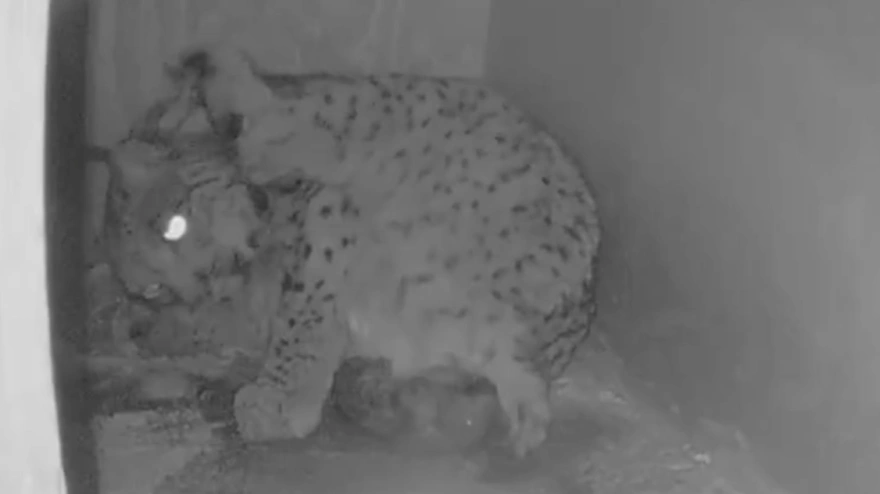 Hubara con sus tres cachorros