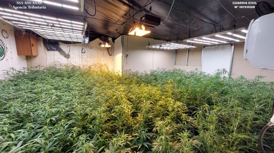 Dos detenidos en Osuna por cultivar marihuana