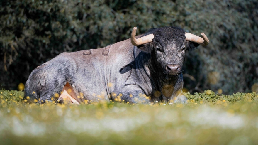 Los toros de La Quinta para Valencia