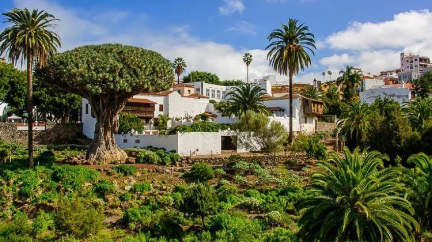 Drago Milenario Icod de Los Vinos