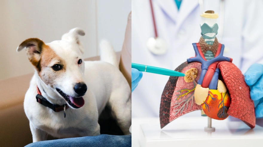 Biodogtor