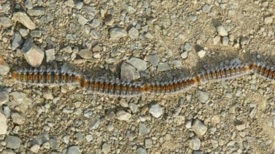 Todo lo que debes saber de la procesionaria