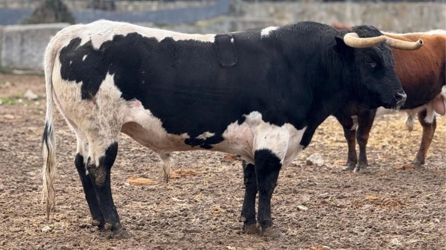 Novillo de Quintas para El Álamo