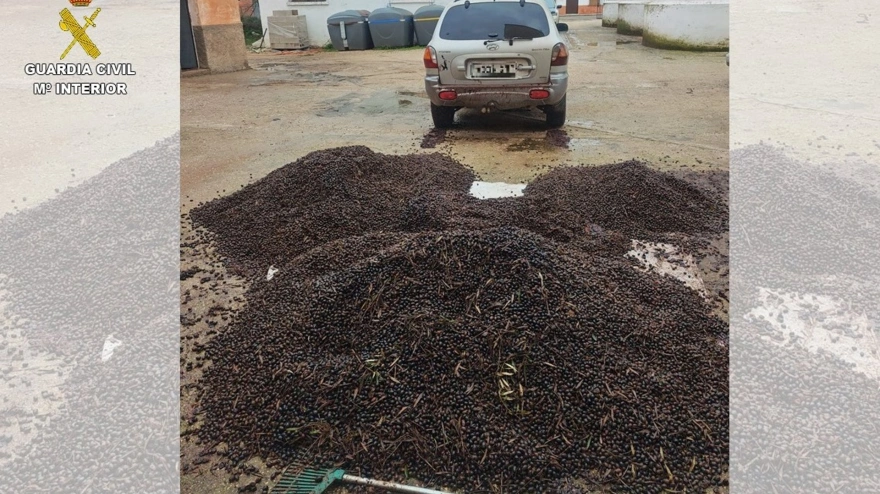 De los olivares a una almazara: así operaba la red de robo de aceituna desmantelada en Ciudad RealLa Guardia Civil, dentro de la denominada operación 'Oliambra', ha procedido a la detención de 18 personas e investigado a otras once más como autores de un delito de pertenencia a grupo criminal por la comisión de varios hurtos de aceituna en explotaciones agrícolas en la comarca del Campo de Montiel, perteneciente a la provincia de Ciudad Real, siendo detenida también una persona propietaria de una empresa dedicada a comprar aceituna sustraída en la localidad de Malagón.SOCIEDAD CASTILLA-LA MANCHA ESPAÑA EUROPA CIUDAD REAL AUTONOMÍASGUARDIA CIVIL
