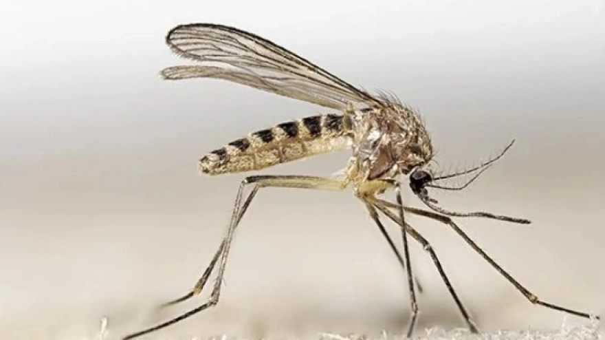 Mosquito culicolides, transmisor de la fiebre del Nilo