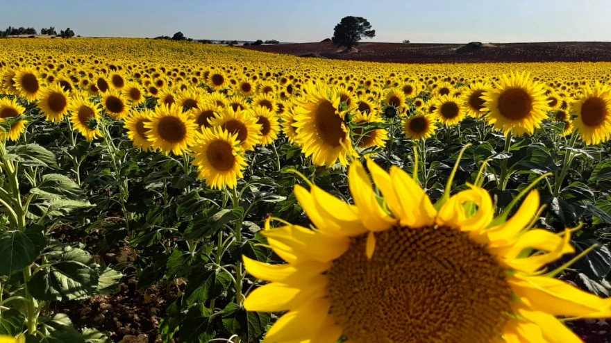 Alberto Sánchez, Coordinador Servicios Técnicos ASAJA Cádiz