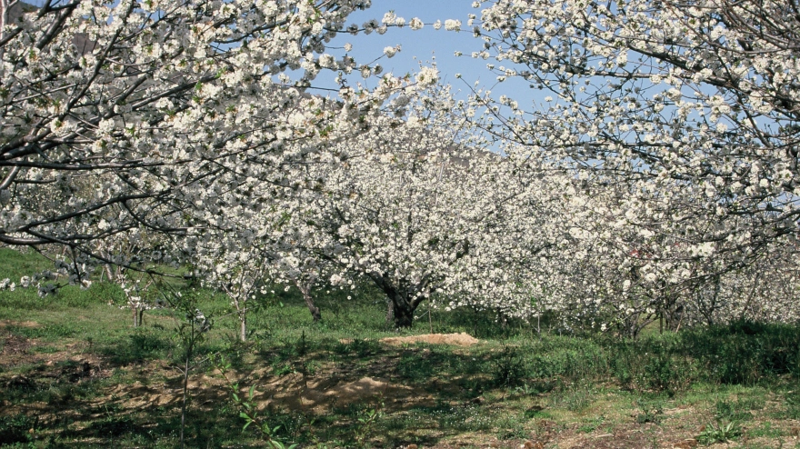 Cerezos en flor en el valle del Jerte