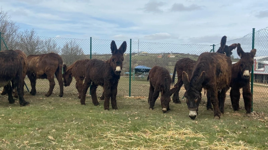 Burros en la feria de San Vitero