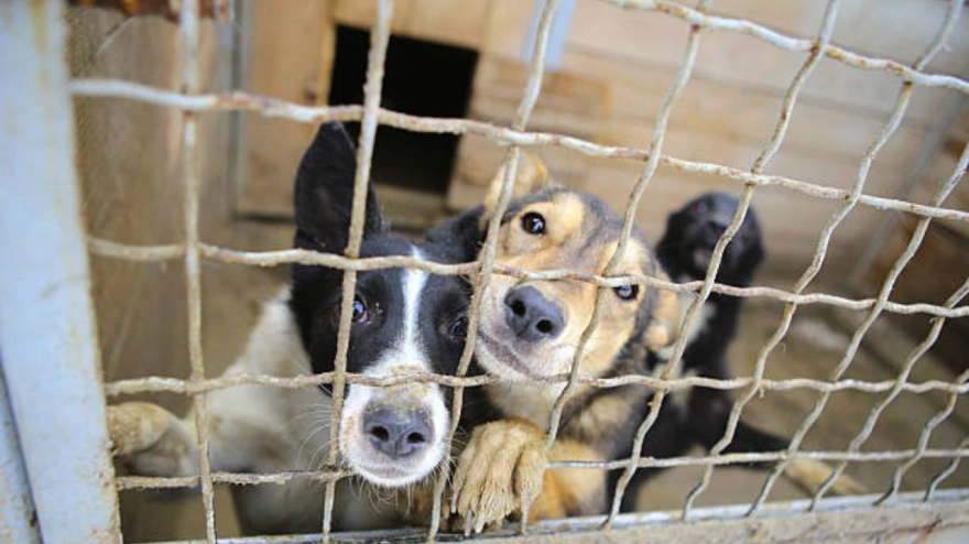 El calvario de Horus, el perro fallecido en una guardería ilegal de Mérida: "Lo entregaron muerto en dos sacos de pienso"