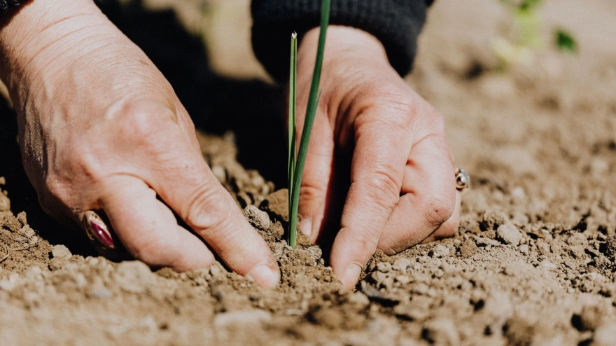 Mujer cultivando semillas
