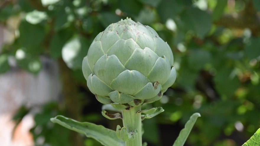 El Prat de Llobregat dona el tret de sortida a les esperades Festes de la Carxofa Prat.