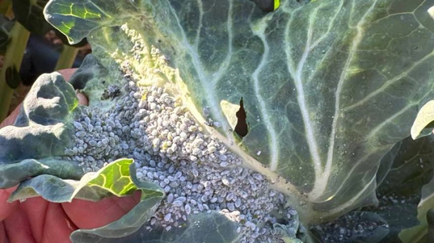 Cultivo afectado por el pulgón en una imagen de la asociación de productores y exportadores Proexport