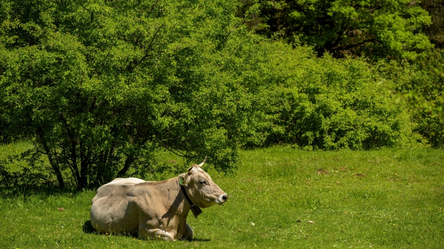Vaca tumbada en una campo verde en primavera