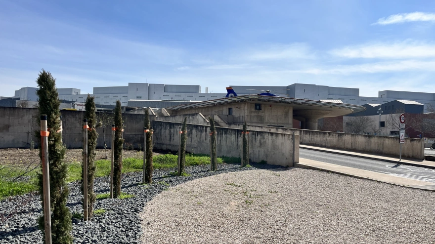 Siete cipreses junto a la rampa de urgencias del HGUCR