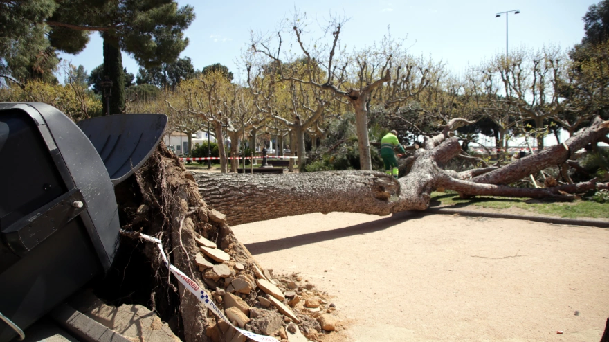 Imatge d`arbre caigut per la força del vent