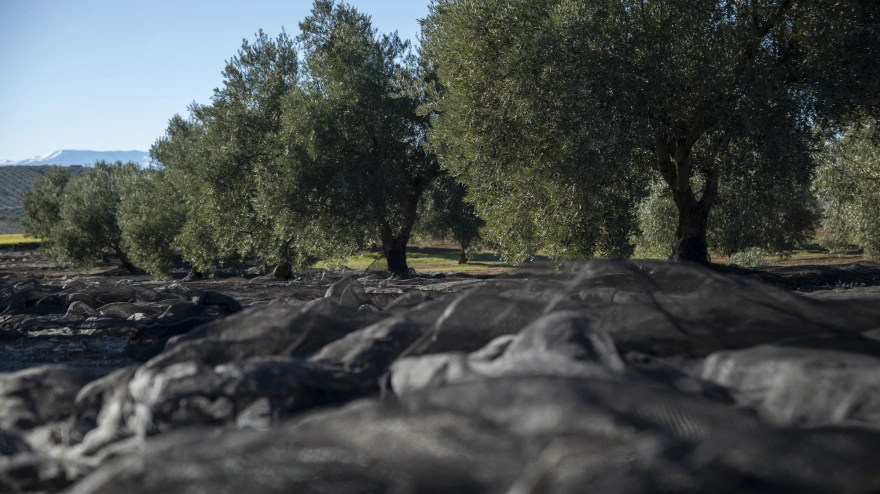 Sierra Mágina produce menos aceite, pero eleva su excelencia