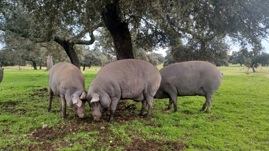 La tecnología desvela la buena vida del cerdo ibérico: 10 kilómetros al día y 14 horas de descanso