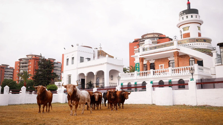 Los toros de Alcurrucén, en la Real Venta de Antequera de Sevilla