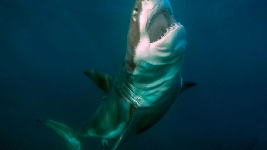 Los grandes peces oceánicos, en riesgo por el calentamiento de los mares