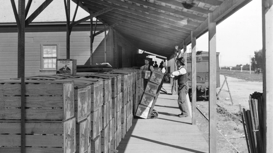 Fotografía de un almacén de naranjas en Ontario, California, tomada entre 1915 y 1930