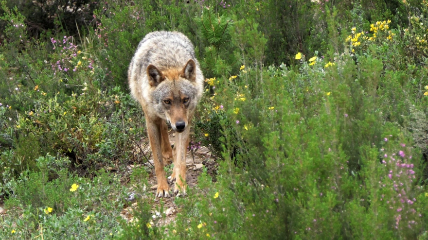 Centro del Lobo Ibérico de Castilla y León, Félix Rodríguez de la Fuente, en Robledo de Sanabria (Zamora)