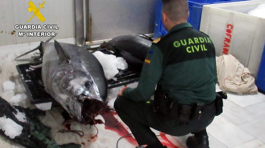 Un agente de la Guardia Civil junto a los atunes pescados ilegalmente
