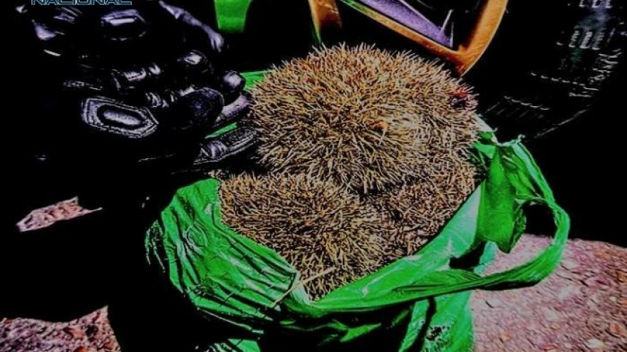 Caza ilegal en Ciudad Real: lo que encontraron entre los matorrales te va a sorprender