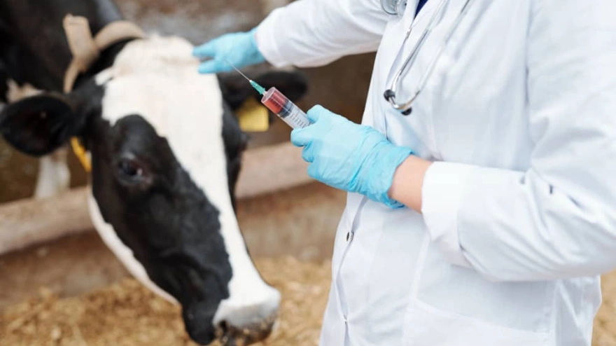 Vacuna para la Fiebre Q