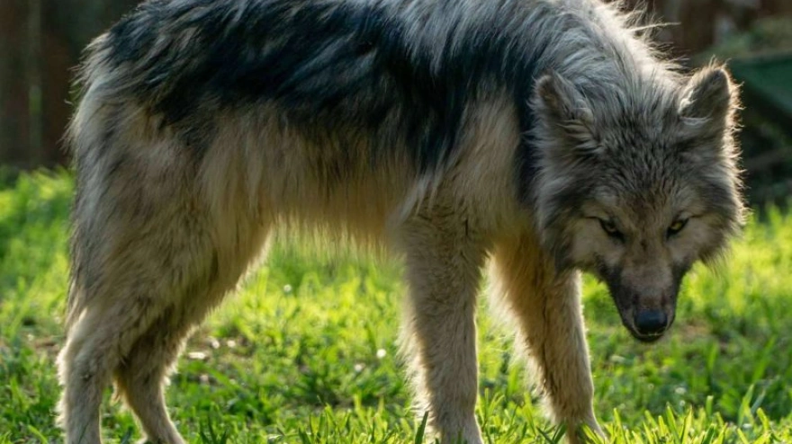 Perro lobo americano