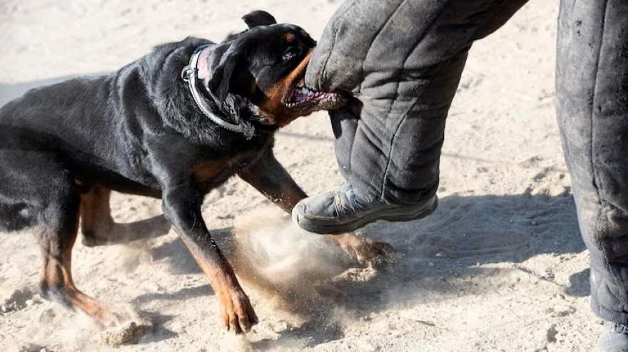 Ataque de perro
