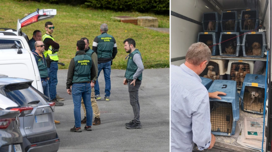 A la izquierda, agentes del Seprona de la Guardia Civil; a la derecha, los perros hallados en el criadero de Gijón