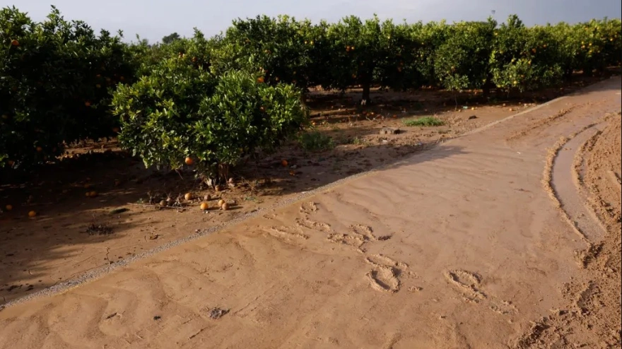Huerto afectado por la dana