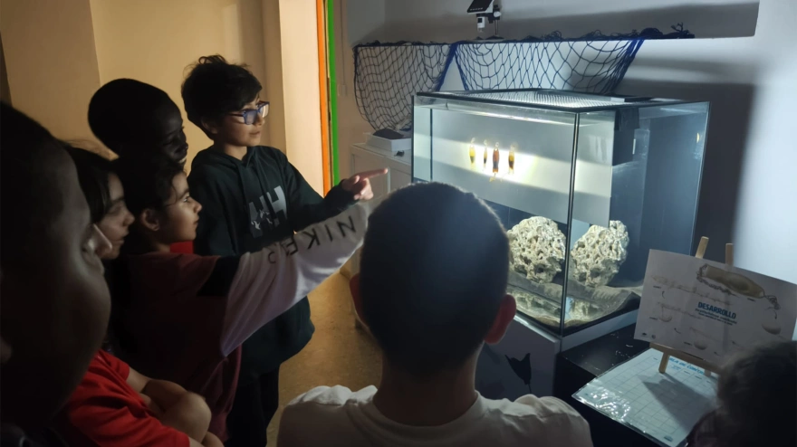 Alumnos del CP Rey Pelayo (Gijón) observan los huevos de tiburón que están cuidando