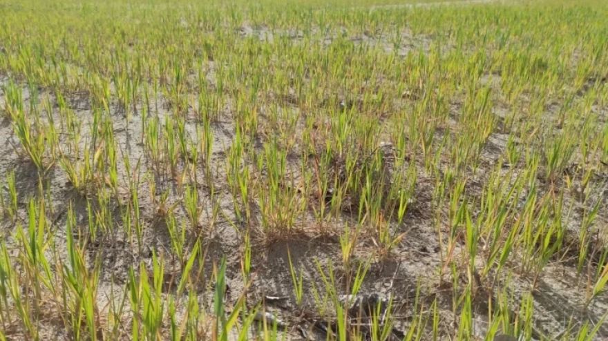 El cereal en La Rioja necesita lluvia