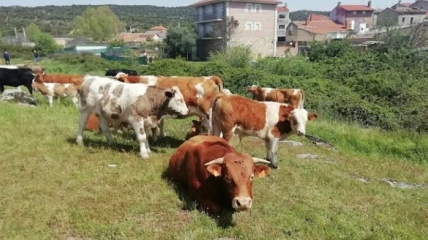 Feria ganadera de Pelahustán
