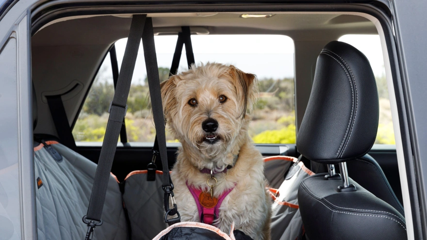 2RW8B9P Dog on a roadtrip