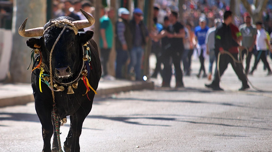Uno de los 'toros ensogaos' en los festejos de 2022 en Beas de Segura. Imagen de archivo.