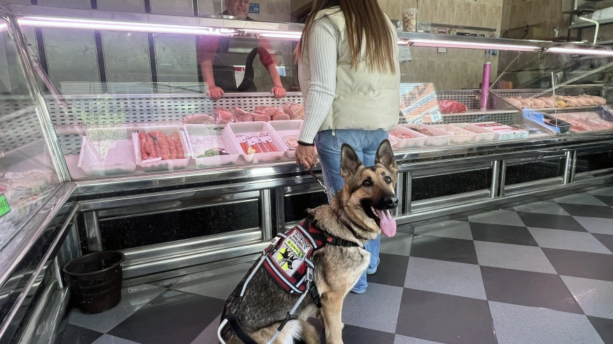 Perro guía de la ONCE