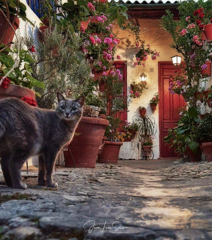 Patios de Córdoba 2025