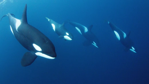 Un grupo de orcas (Orcinus orca) bajo el agua