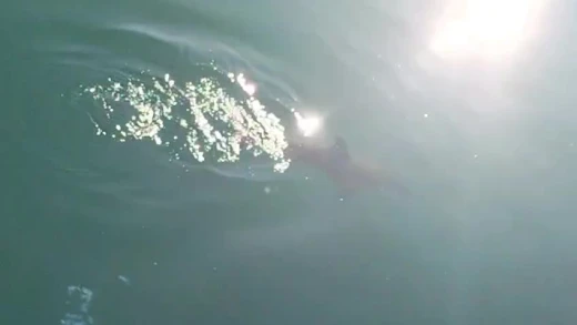 Un delfín nadando en el Puerto Deportivo de Gijón
