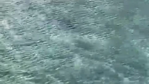Video del tiburón atrapado en la costa de Moya