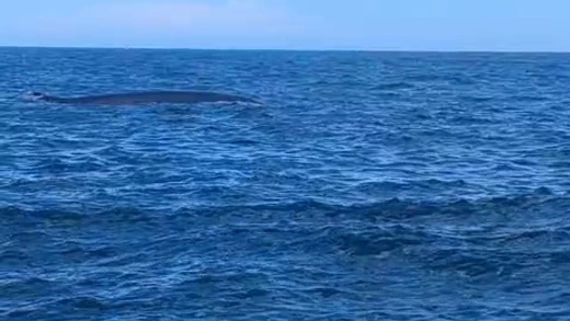 Avistamiento de una ballena en la costa alicantina