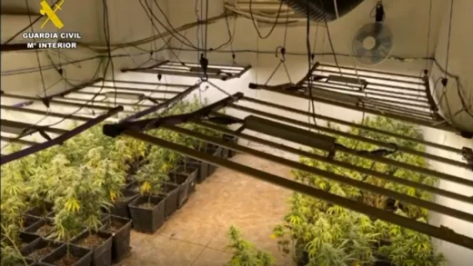 Desmantelan 1.450 plantas de marihuana en Lillo, Toledo