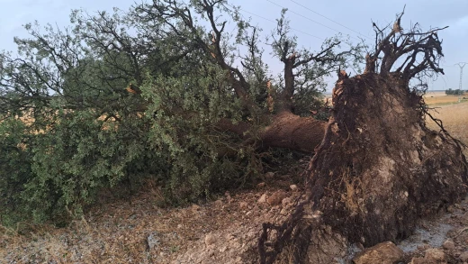 Daños granizada en el campo de La Roda