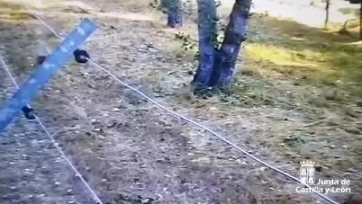 La osezna Alba es trasladada al recinto de aclimatación de osos pardos de Valsemana (León)