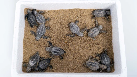 11 tortugas neonatas encontradas en el nido