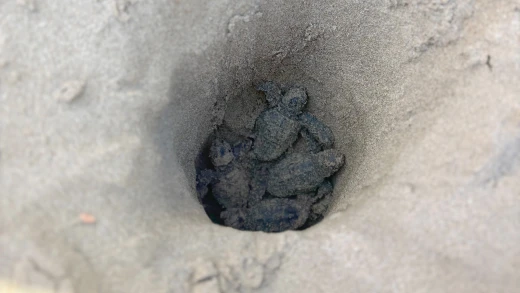 14 tortugas nacen en la playa de Alcossebre