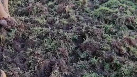 Jabalíes en este pueblo de Toledo