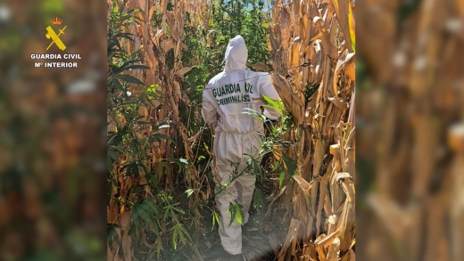 Desmanteladas tres plantaciones de marihuana en parcelas de maíz de Valoria la Buena (Valladolid)